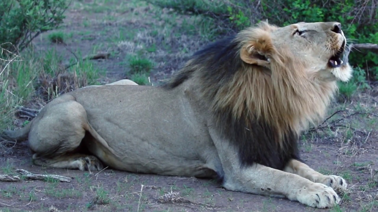 Video over Jaci's Photographic Safari Vehicle