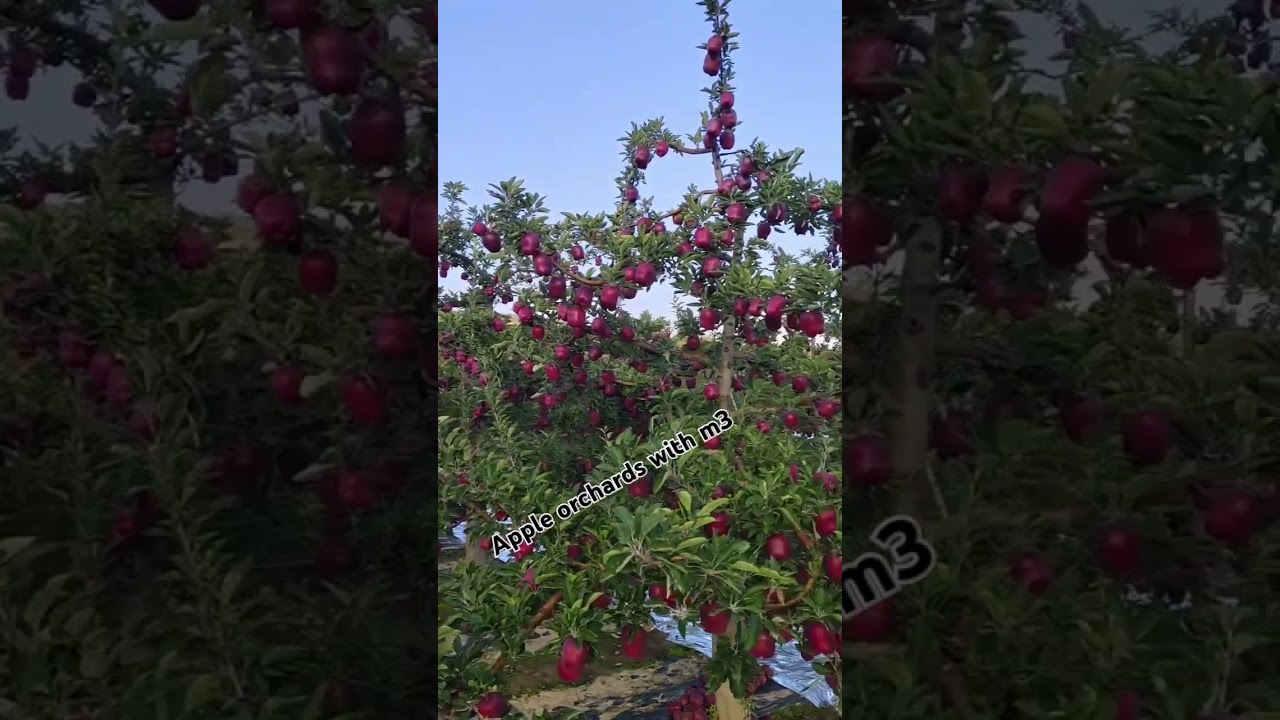 #orchardfarming #fruit #song #orchard #love #fruitfarming #nature #songstatus