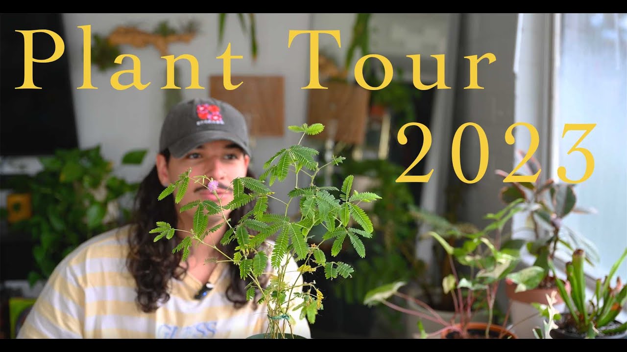 🌿 Plant Tour 2023 🌿 | First ever view of my entire collection! 🌵