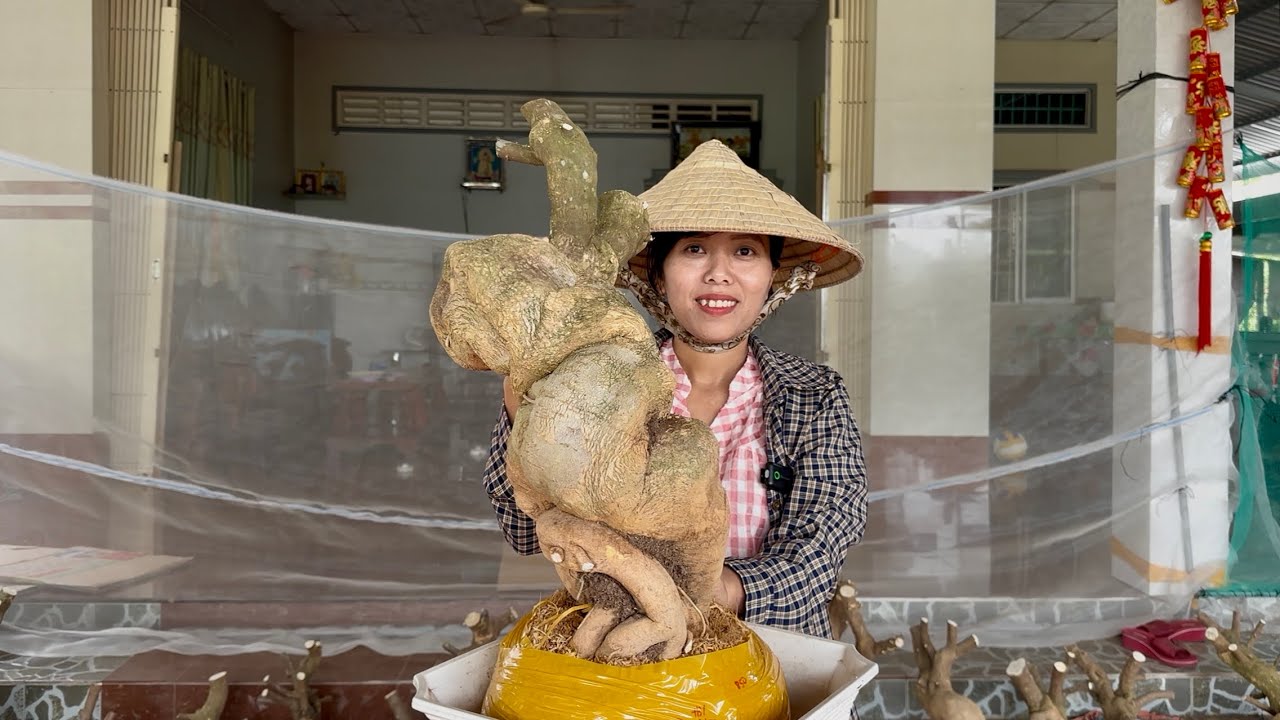 Phôi hoa giấy Hương Đoàn, cây to đẹp quái, củ đế sạch giao lưu toàn quốc ☎0939.421.599