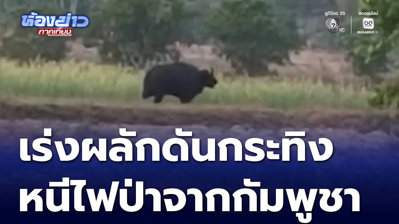 เร่งผลักดันกระทิงป่า หนีไฟป่าจากกัมพูชา | ห้องข่าวภาคเที่ยง