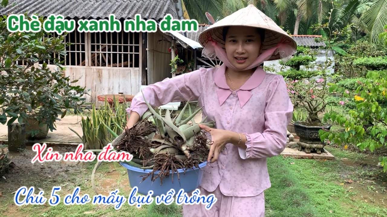 Cách Dung Thường Nấu Chè Nha Đam Đậu Xanh Ăn Cho Mát - Em Gái Quê