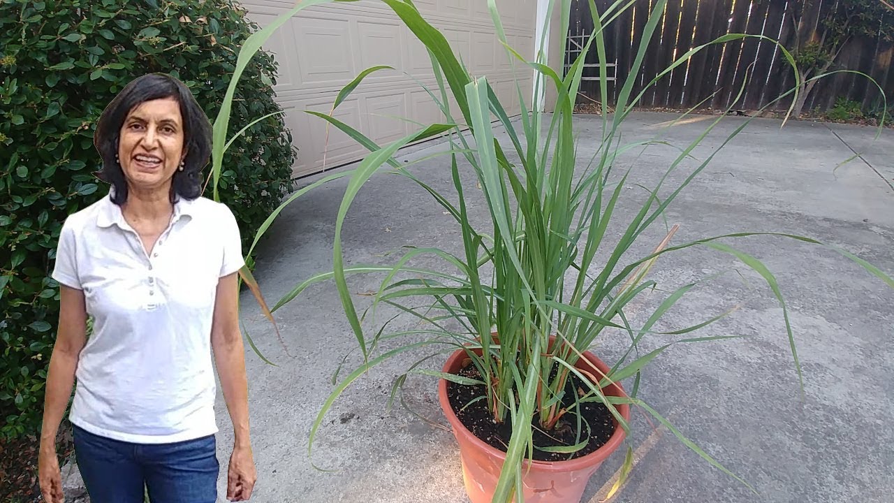 How to transplant and separate lemongrass (with updates)