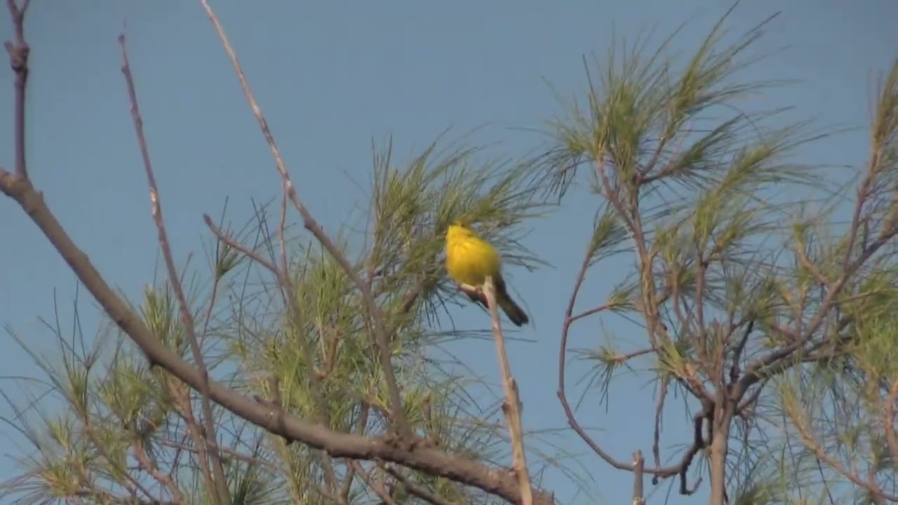 Paruline des mangroves (Setophaga petechia albicollis) Mangrove Warbler