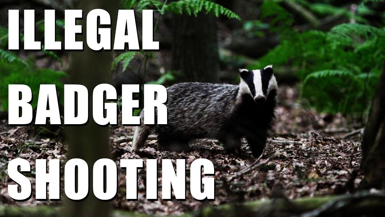 Shooting badgers illegally