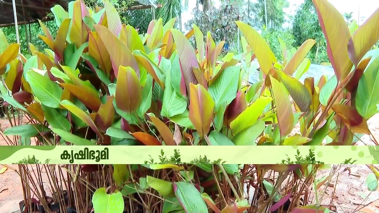ലാൻസ്കേപ്പ് മനോഹരമാക്കാൻ കലാത്തിയ ലൂട്ടിയ | Calathea Lutea | Krishibhoomi