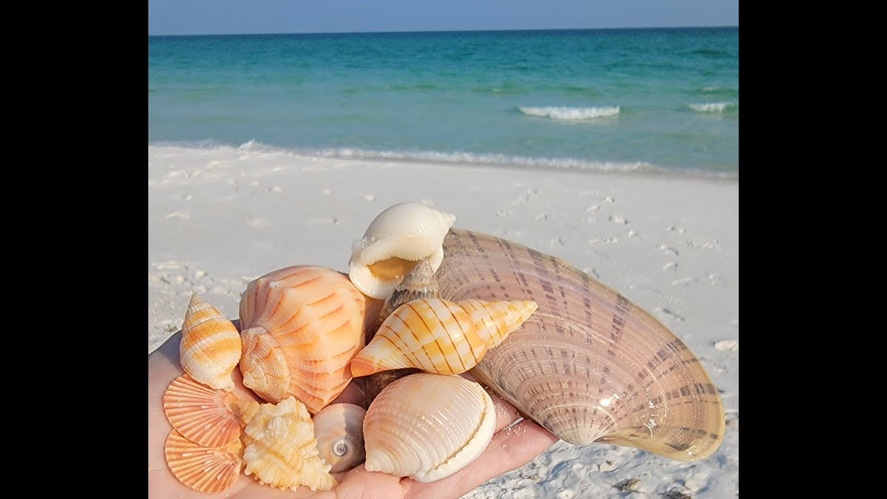 Snorkeling for shells Navarre Beach July 2021 VIRTUAL SHELLING