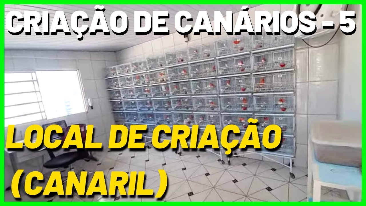 LOCAL DE CRIAÇÃO DE CANÁRIO DOMÉSTICO  - BELGA (CANARIL)