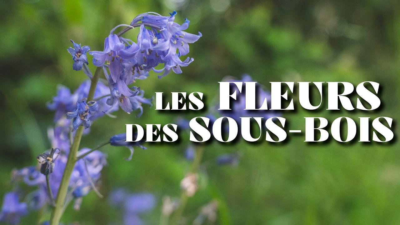 LES FLEURS DES SOUS-BOIS : La Chronique Du Vivant