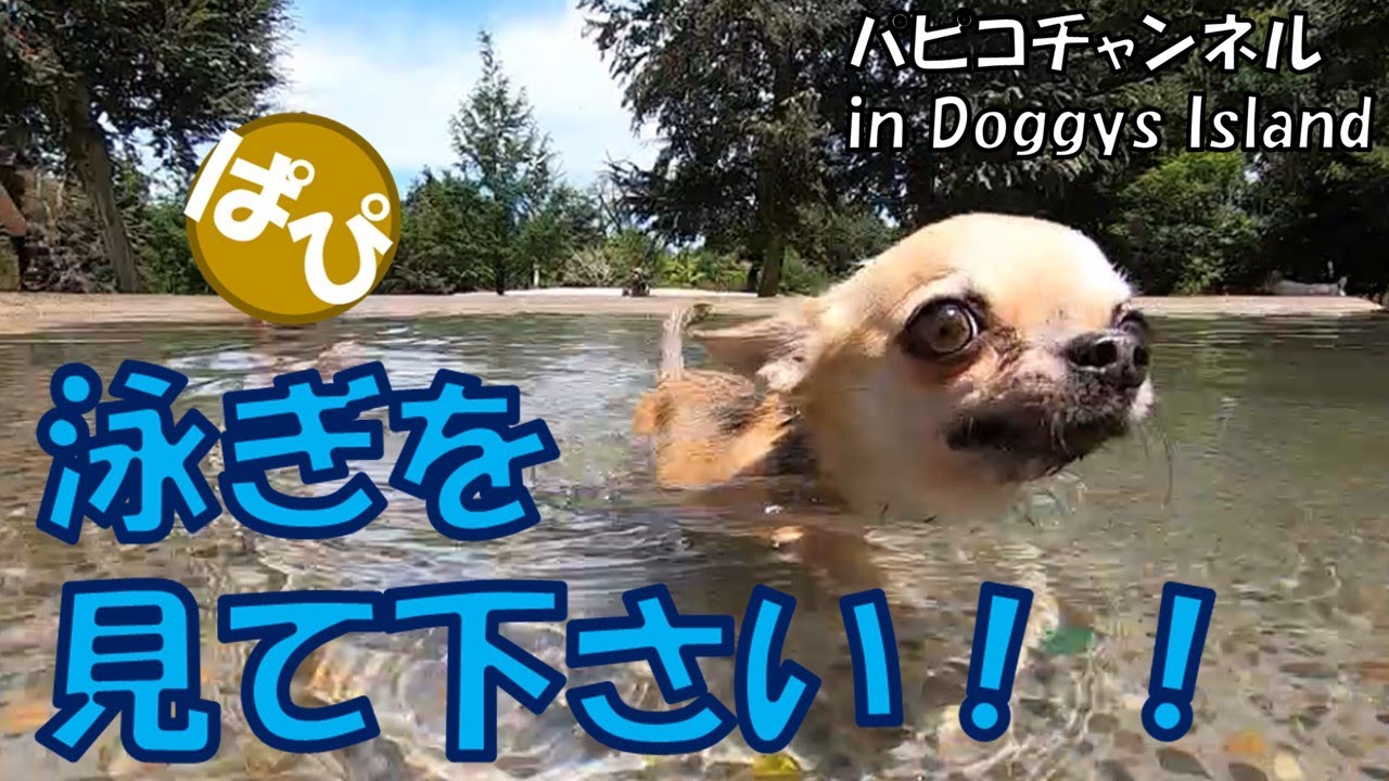 【チワワ】見事な犬かきで泳ぐ、ちっちゃなスムースチワワのパピコさん。