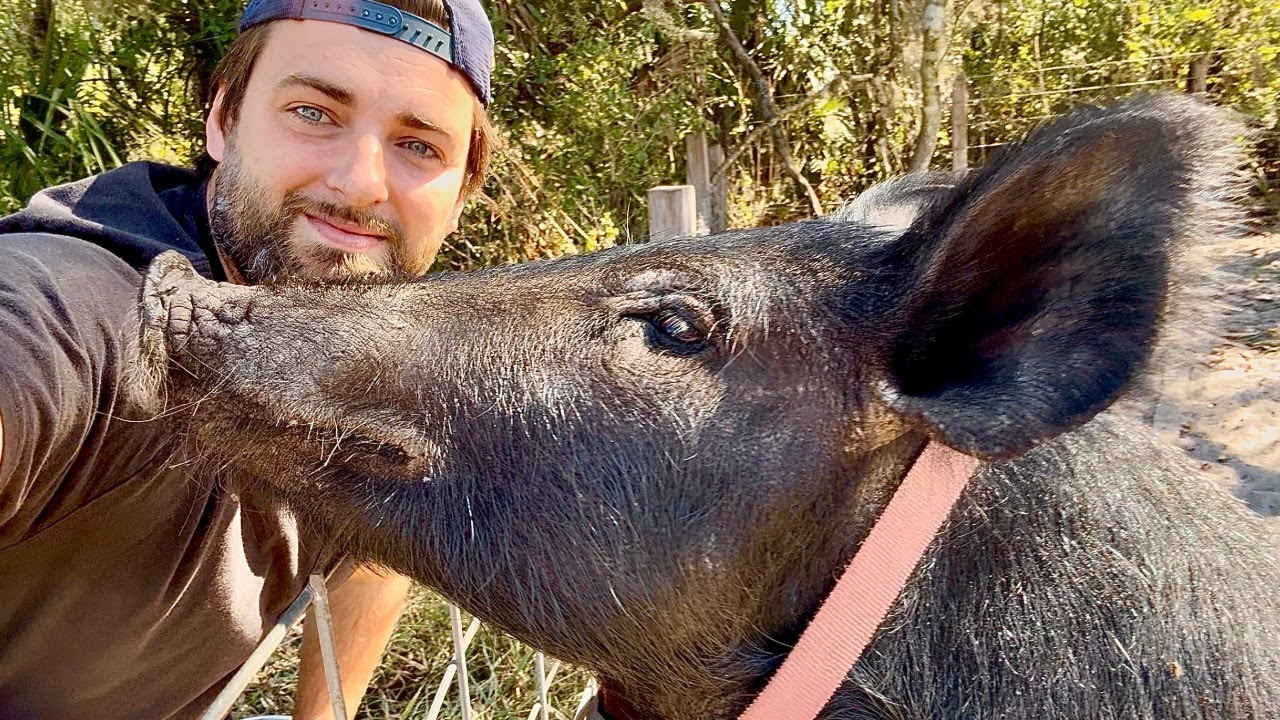 My Pet Wild Hog is Getting HUGE! (Update)