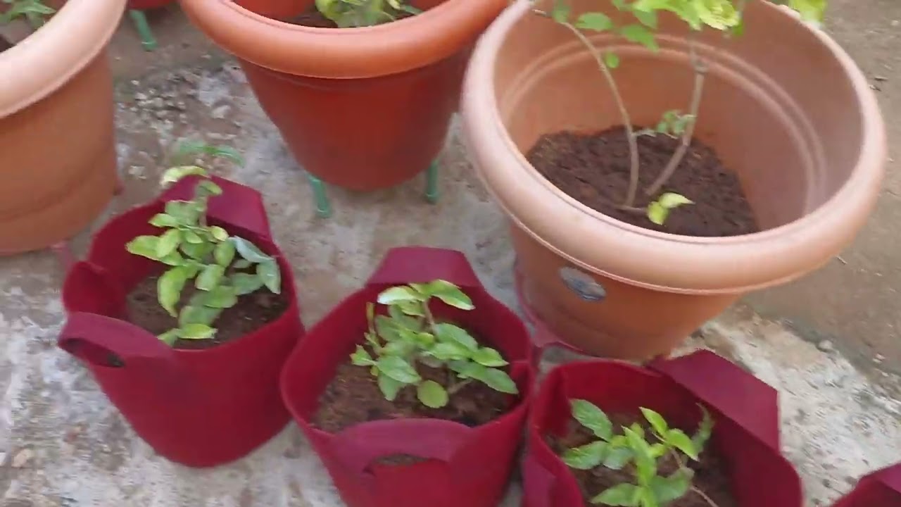 Terrace garden