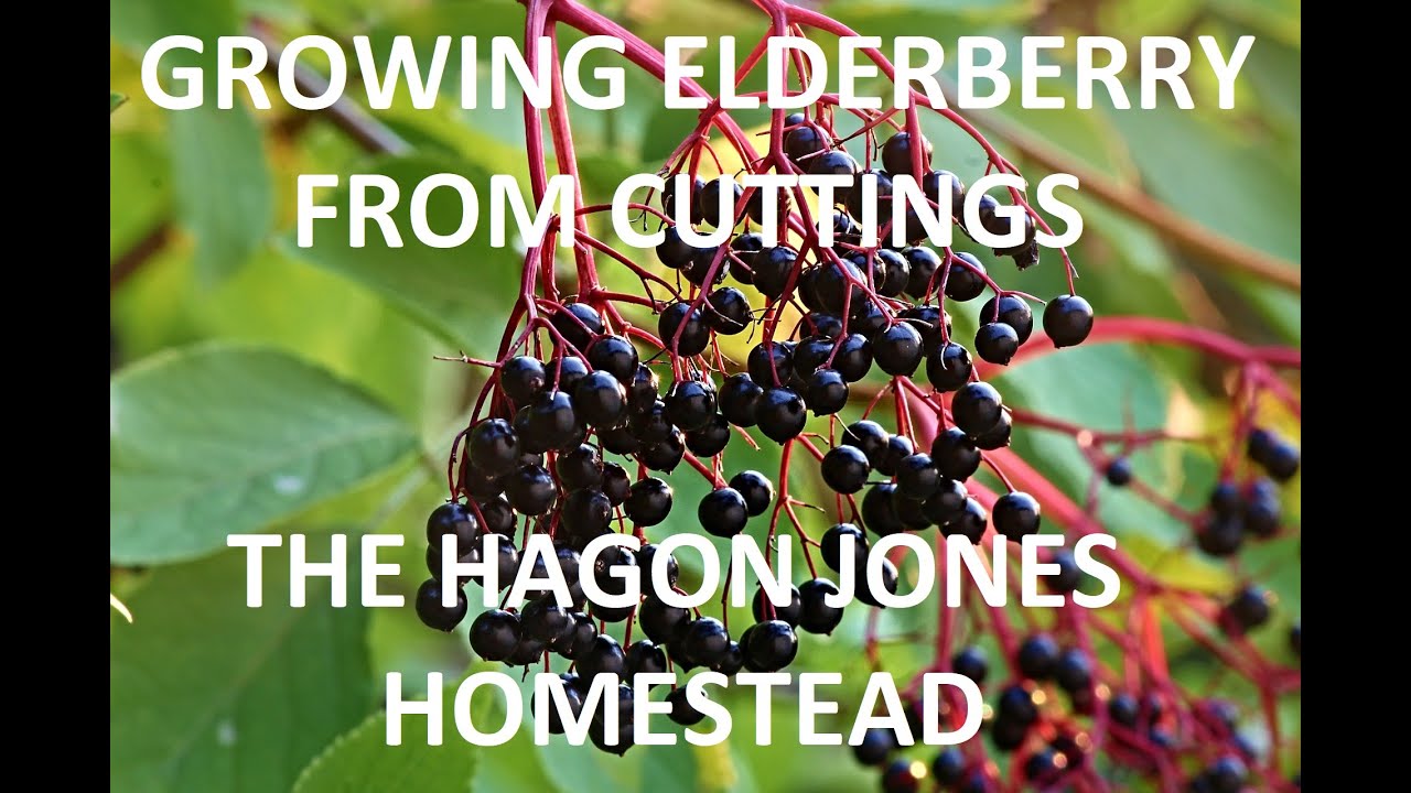Growing Elderberry From Cuttings @ The Hagon Jones Homestead