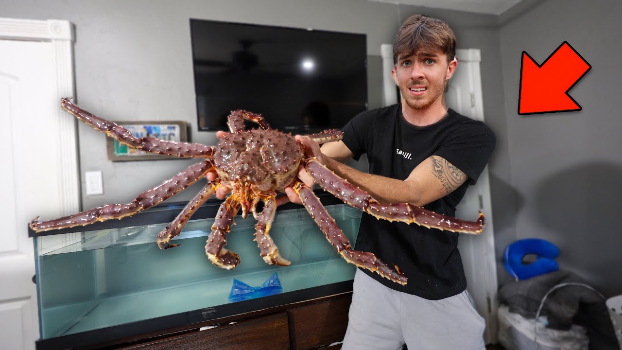 I Bought the Worlds Largest pet Crab...