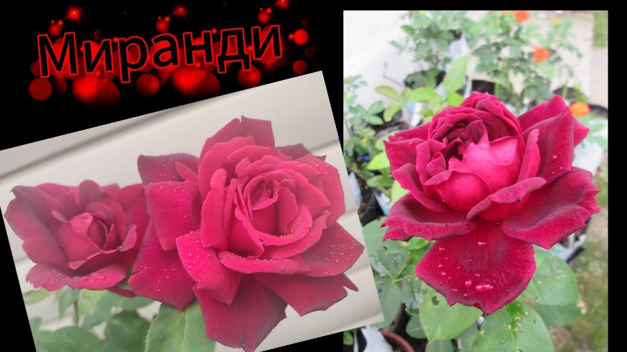Роза  Миранди .    Праздничный  серпантин  !