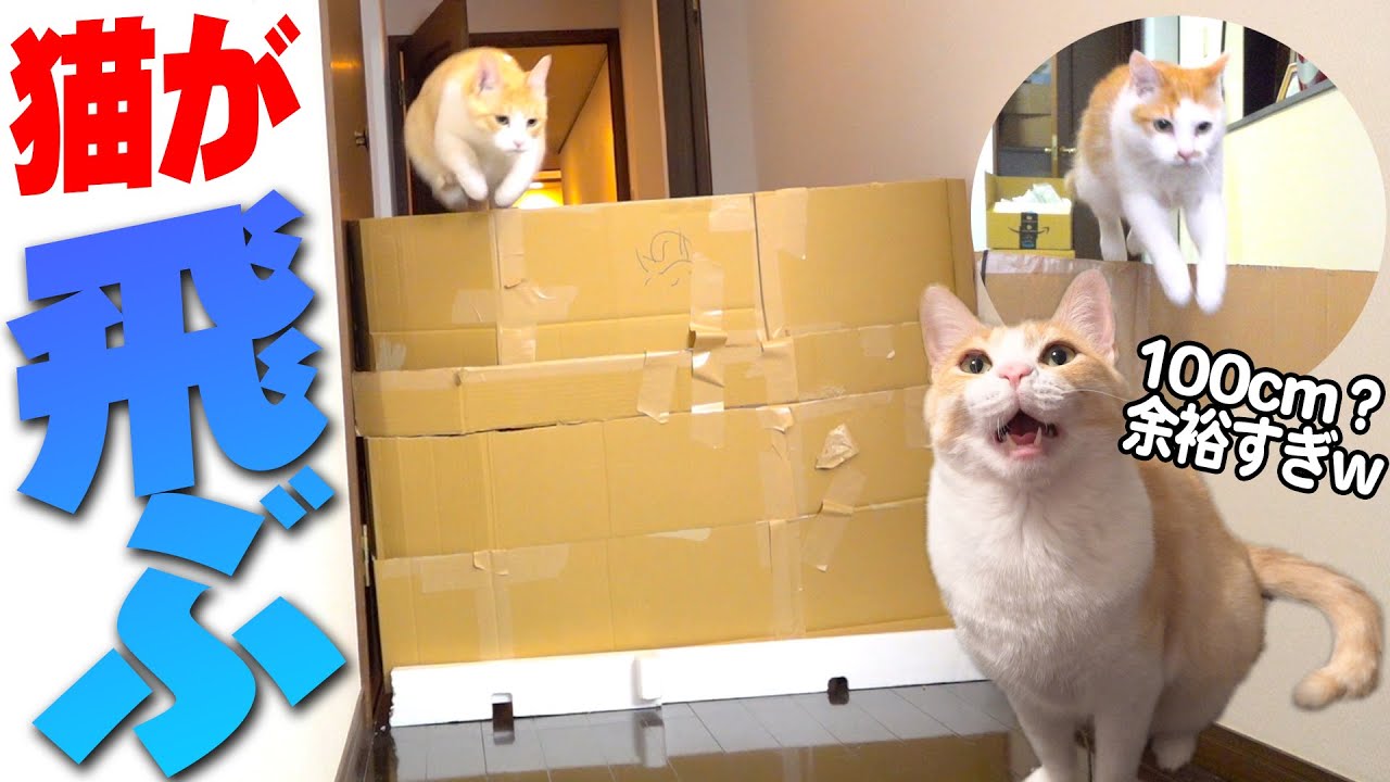 【神回】猫たちが高飛びに挑戦したらジャンプ力が凄まじかった！！！！