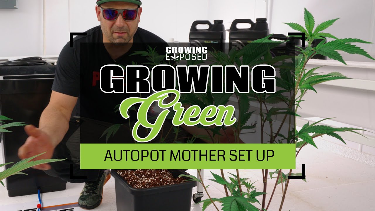 I Set My Mother Plants Up On Automation Using Autopots | Growing Green Vol 14