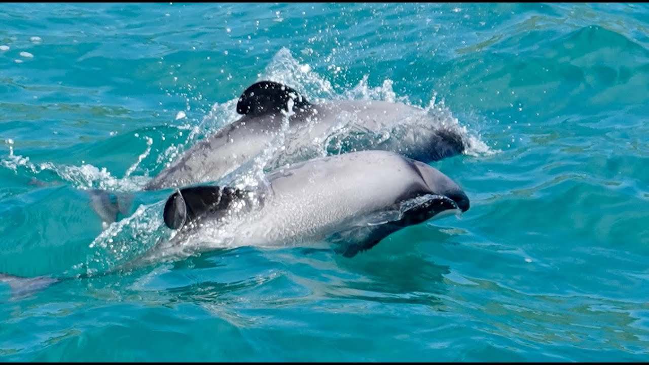 Australië Nieuw Zeeland 8.10.24 - 23.12.24 HD