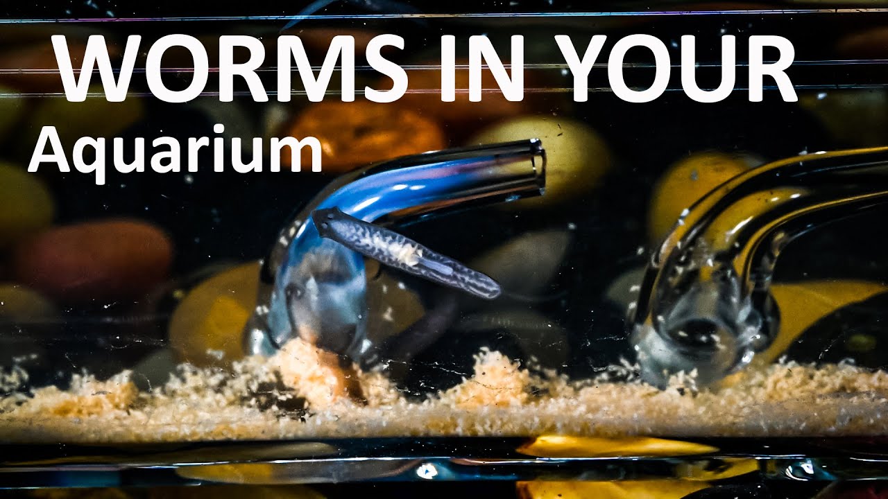 Planaria TRAP, worms, or Leeches In your Aquarium, and how to remove them. Won't kill nerite snails!