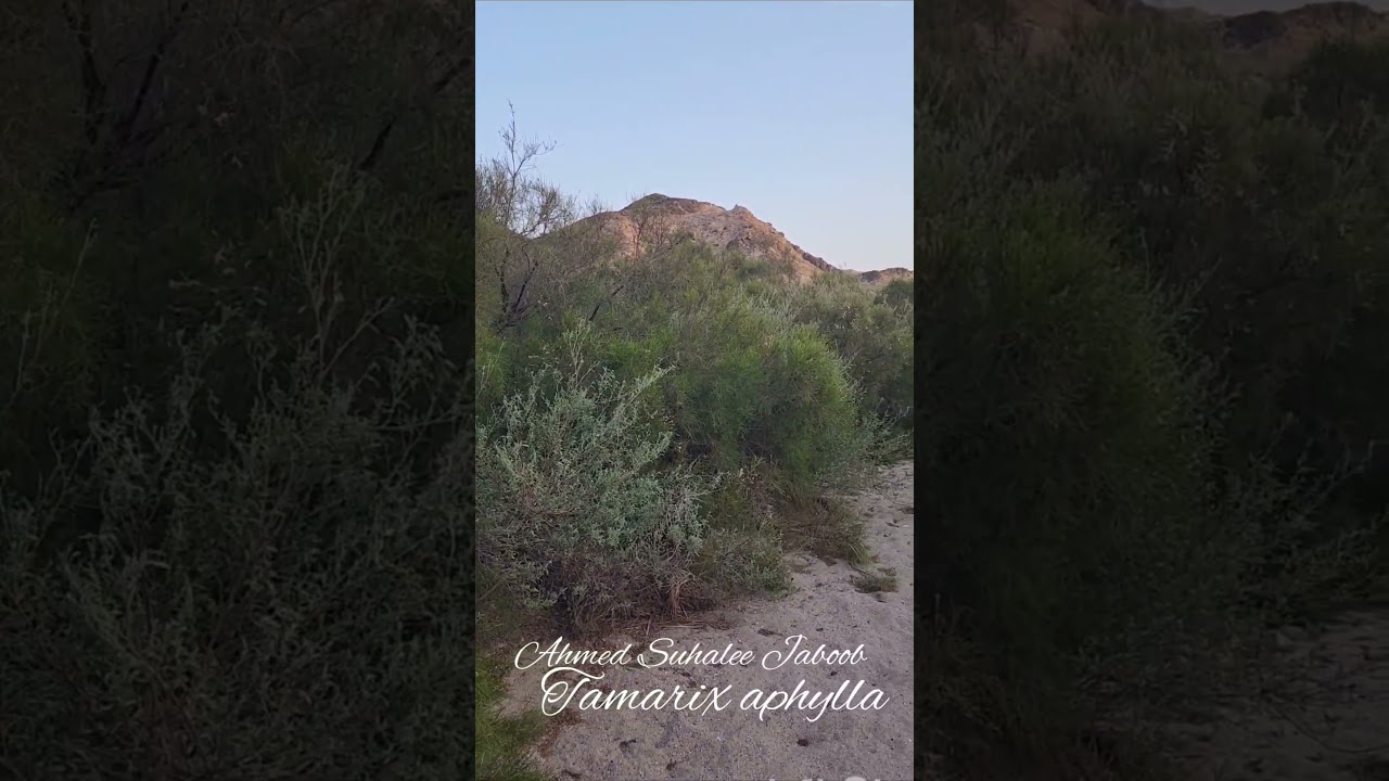 Tamarix aphylla أوثل الأثل
