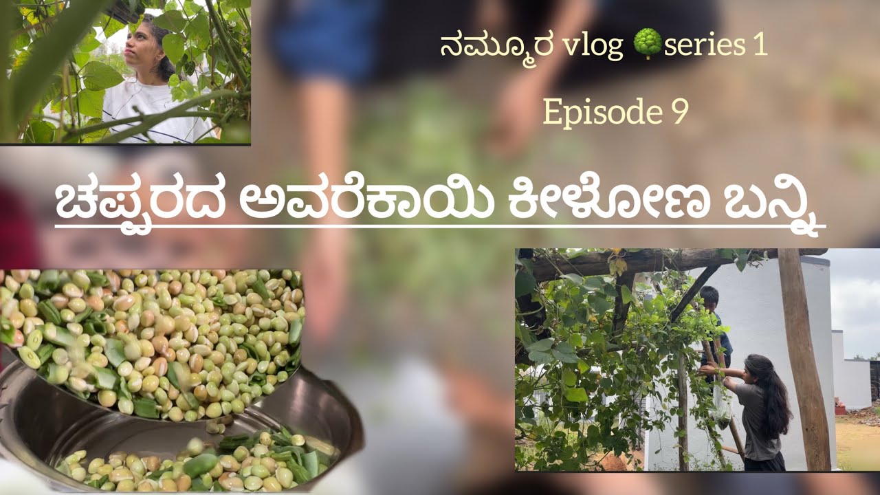 ಚಪ್ಪರದ ಆವರೆಕಾಯಿ ಕೀಳೋಣ ಬನ್ನಿ| ನಮ್ಮೂರ vlog series 1 | episode 9| #villagevlog  #farming #viral 
