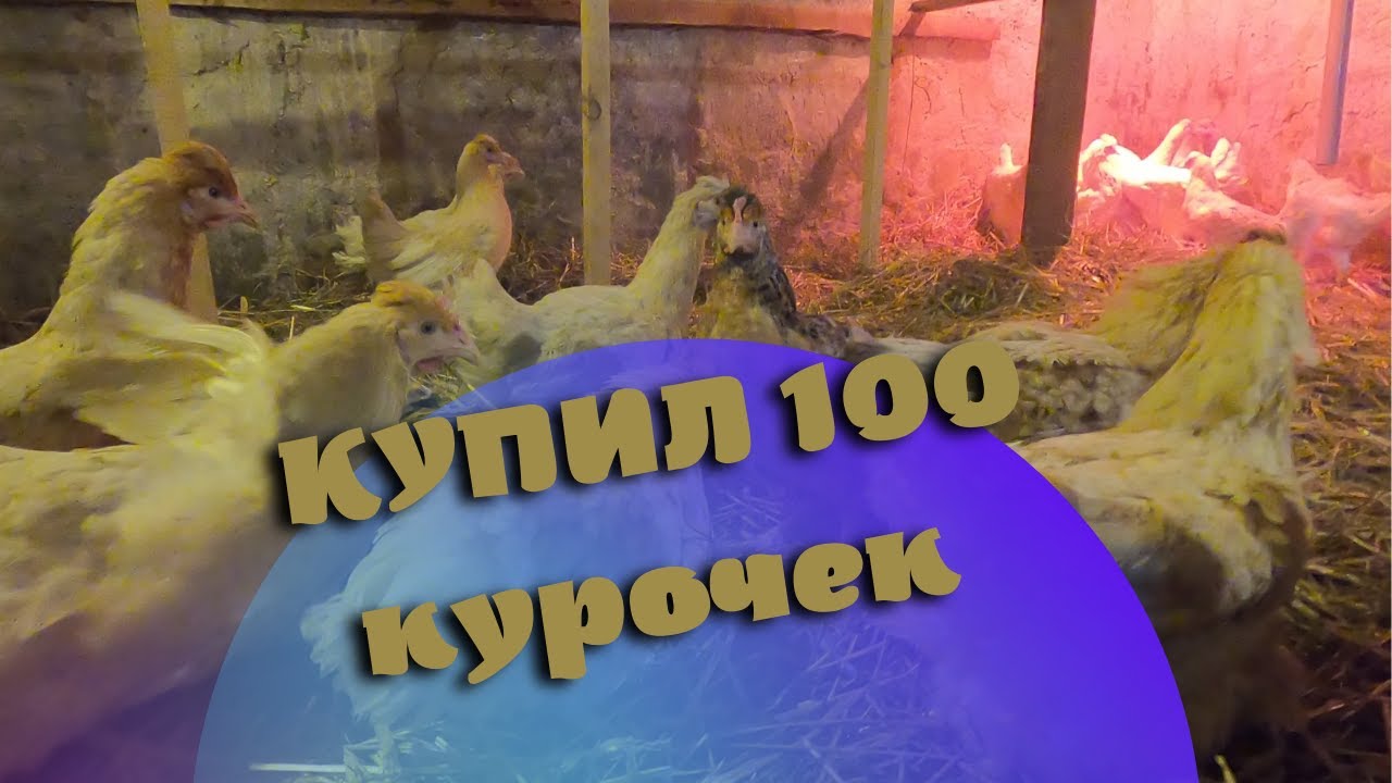 Купил 100 кур молодок. Жизнь в деревне.