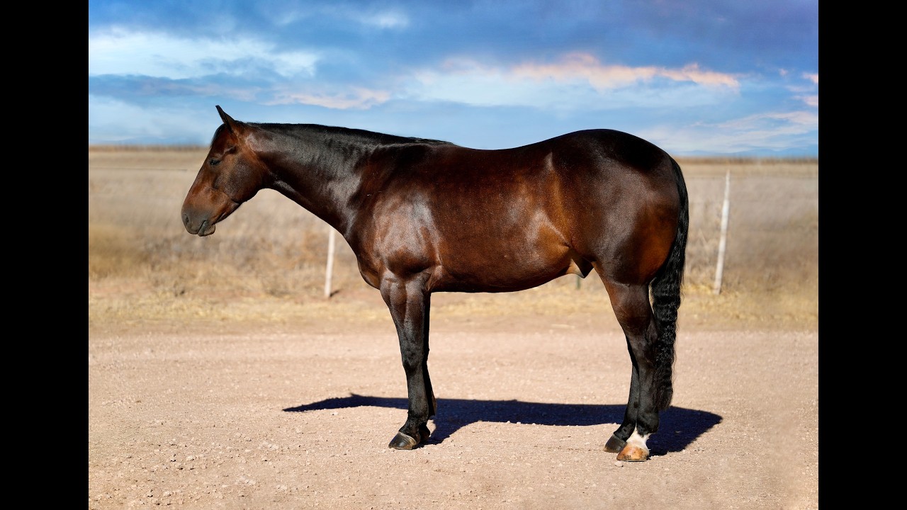 -SMART GATITO-Hip #37 at Art of the Cowgirl Elite Horse Sale! Gentle, honest, fancy broke, and PURE!