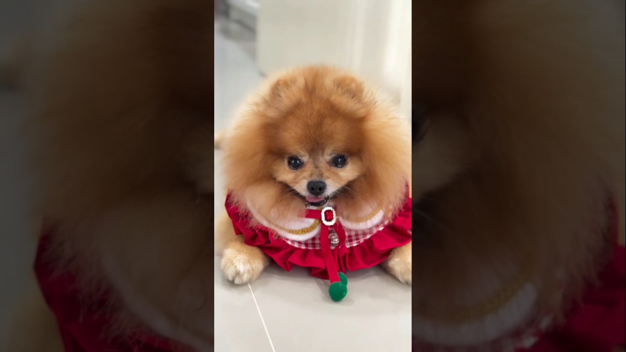 Dog Price in India 😱 | Toy Dog Price in India | Itna Sasta Puppy 