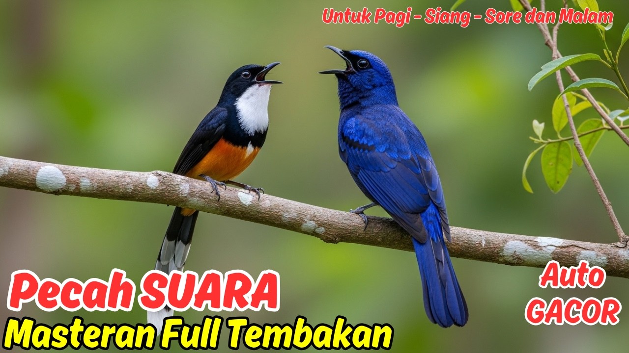 Masteran atau Pancingan Murai Batu Harian Malam Hari Bikin Besok Langsung Ngamuk