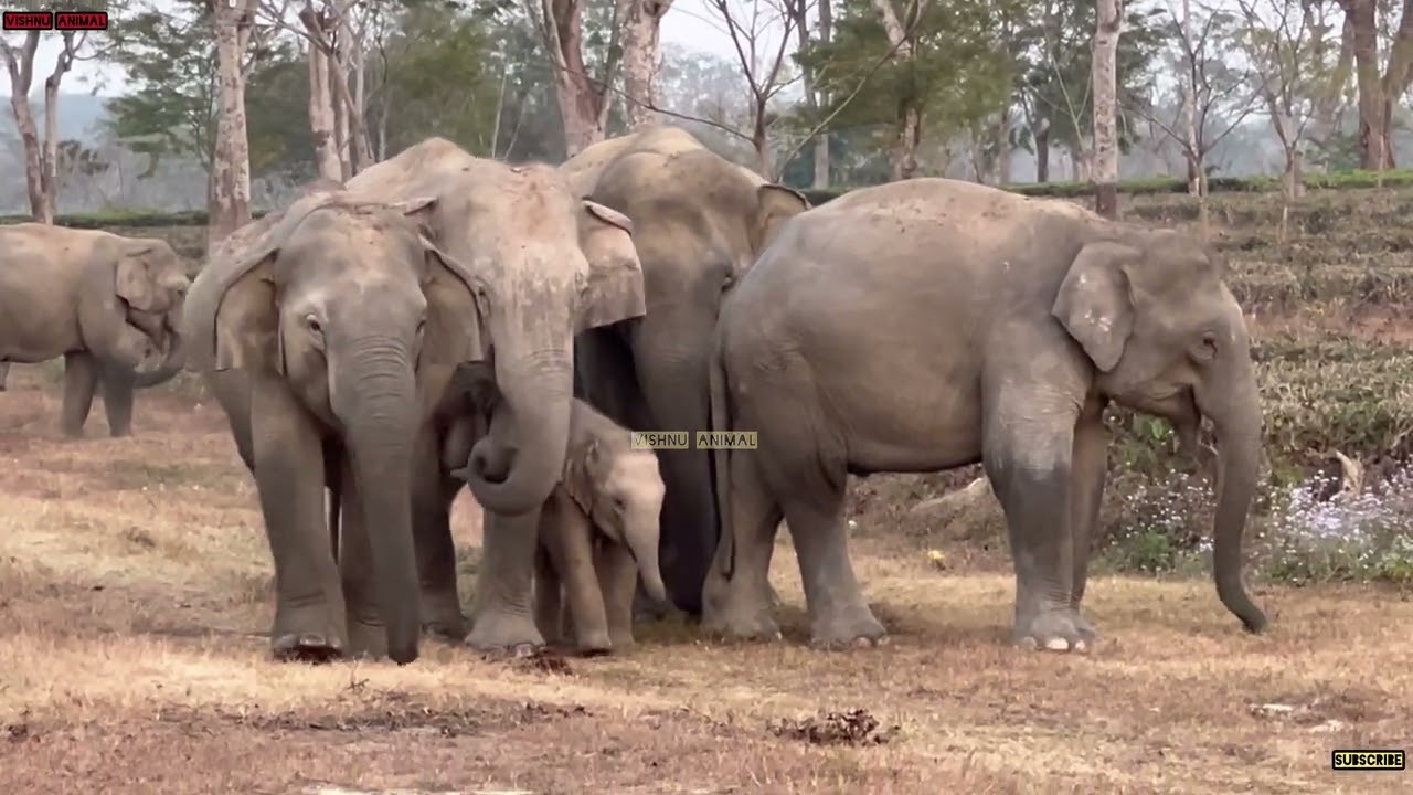 4 february 2026 #assam #animals 