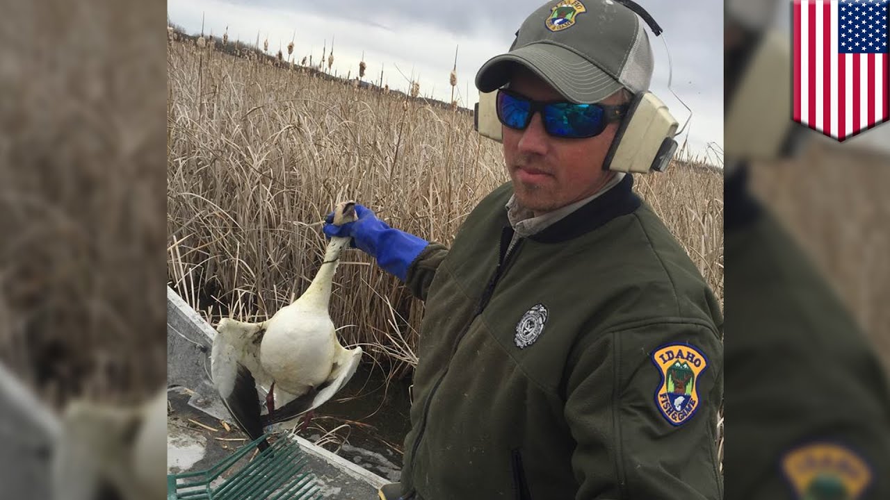 Birds falling from the sky: Avian cholera kills thousands of wild geese in Idaho
