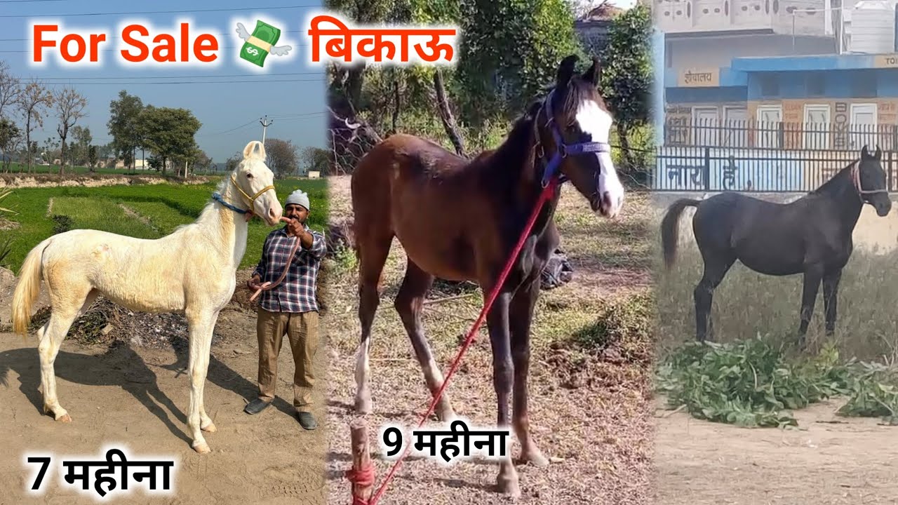 7 महीना ओर 9 महीना की बच्ची बिकाऊ है 💸 For Sale 🙏