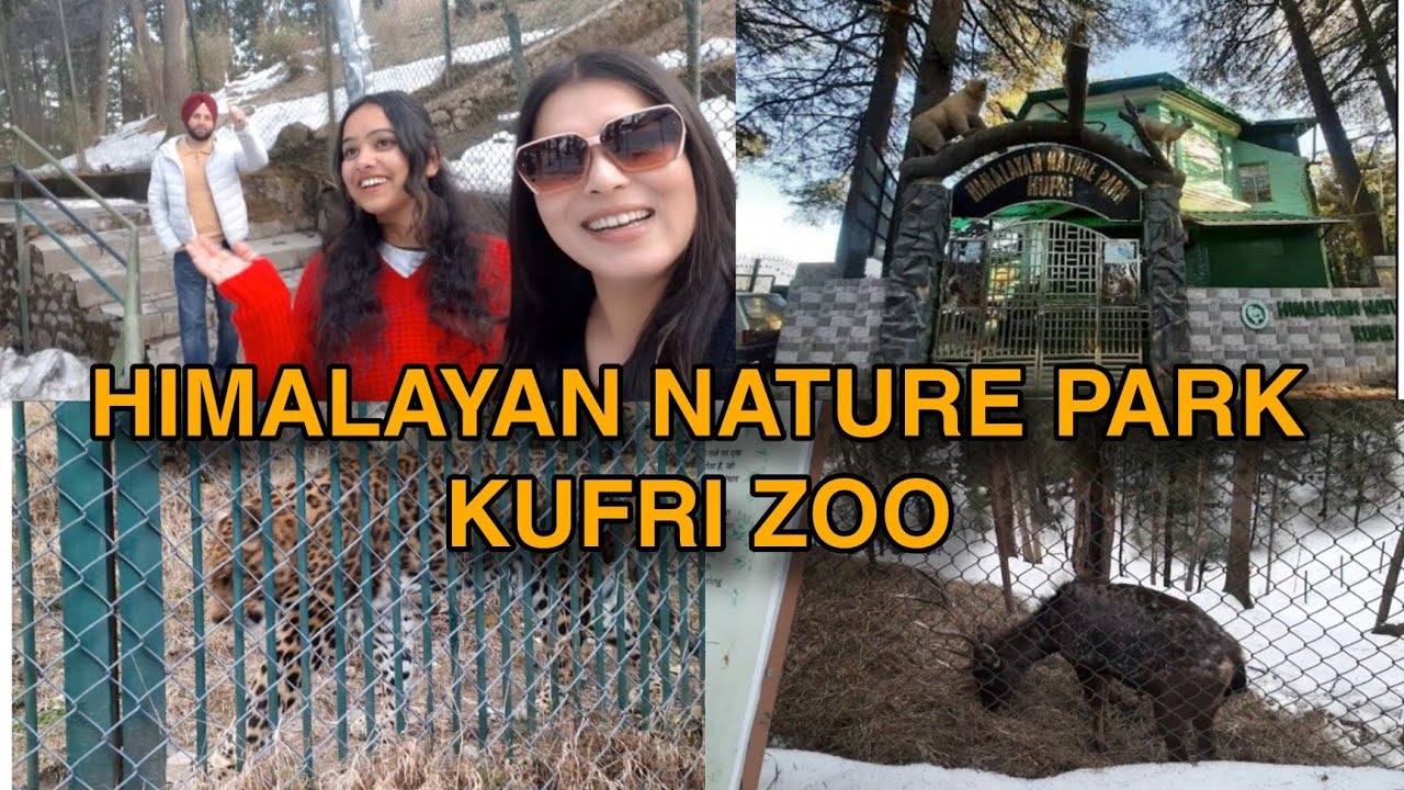 Shimla Vlog । Himalayan Nature Park Kufri Zoo । Snow Fall । Taxidermy