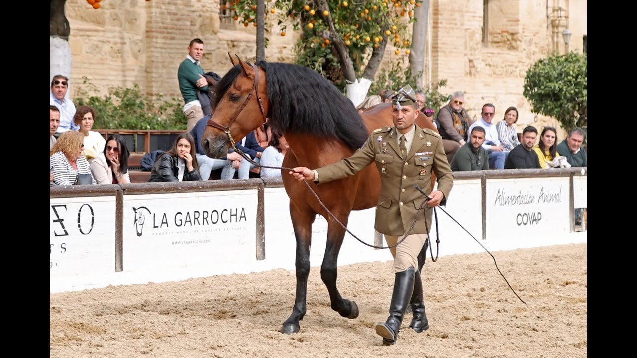 𝐍𝐄𝐆𝐎𝐂𝐈𝐎 𝐈𝐈𝐈, CMCC DE ECIJA YEGUADA