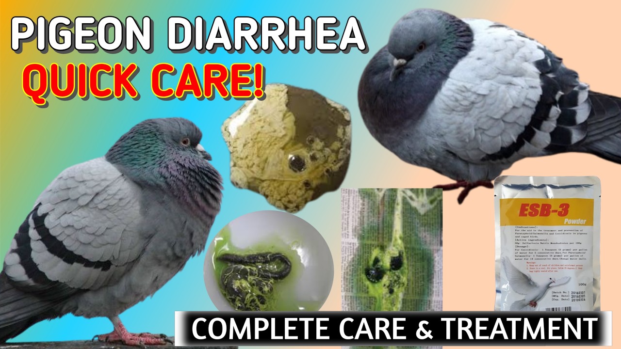 White Dropping in Pigeons 🕊️ | Causes, Treatment & ESB-3 Dosage