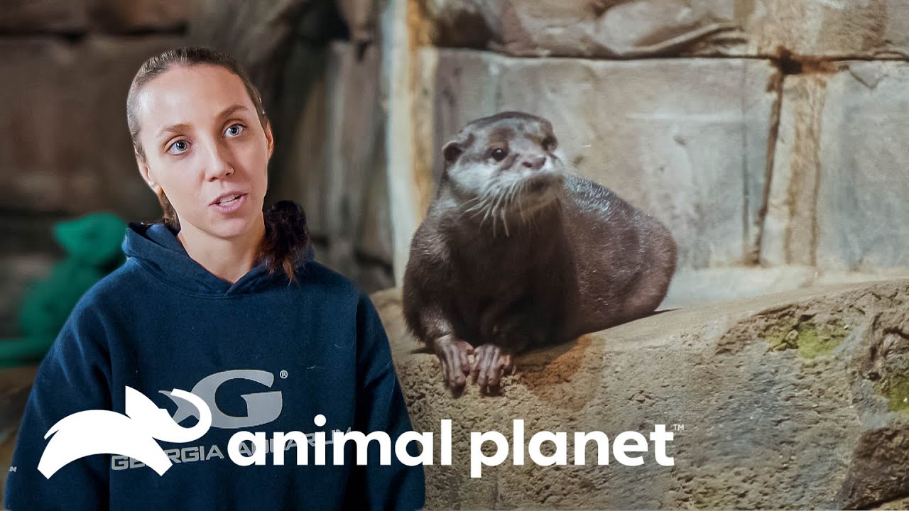 Tratamientos renales para una nutria cenicienta | El Acuario | Animal Planet