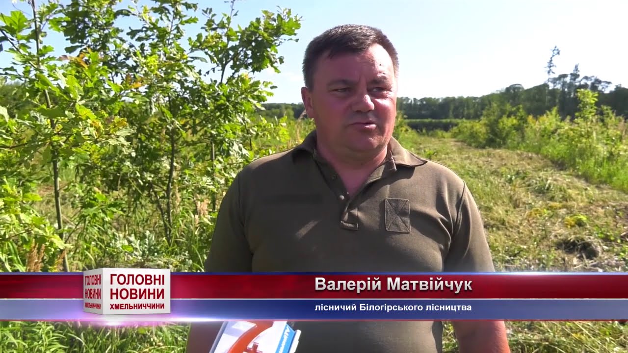 ТВ7+. Догляд за молодими культурами у Білогірському лісництві