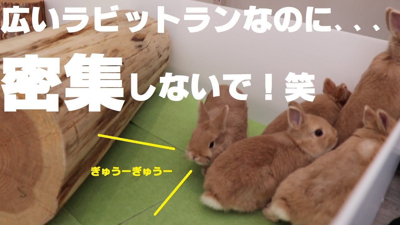【過去最大級】広いラビットランを作って、沢山のうさぎさんと遊んだよ✨