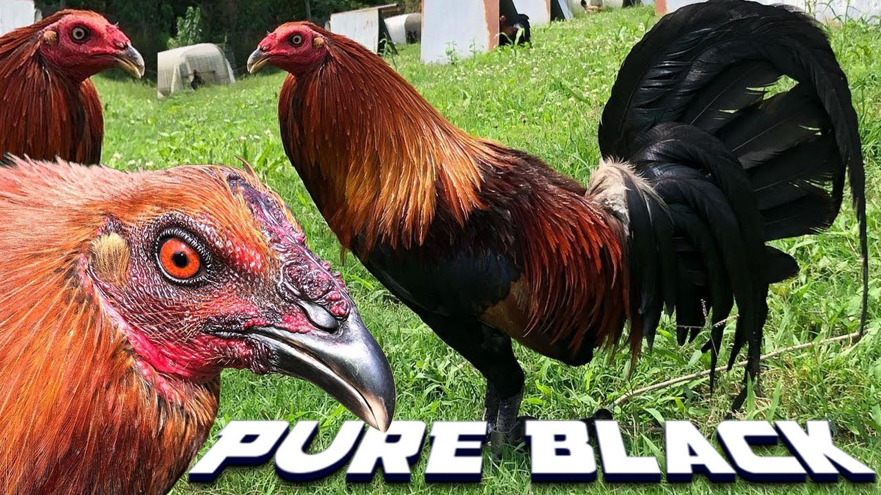 Прекрасный Black BaileyView Farm Visit ALABAMA