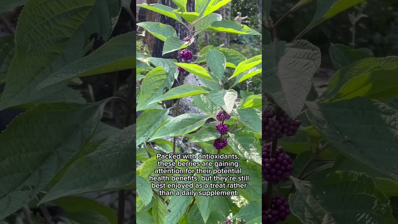 These Gorgeous Purple Berries Have a Secret Superpower! 