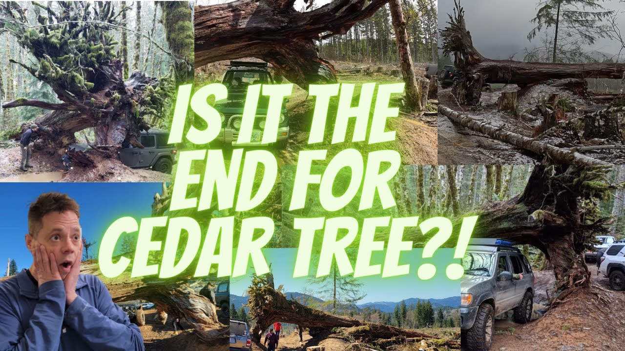 Cedar Tree at Brown's Camp - Rubber and Rhinestones Run