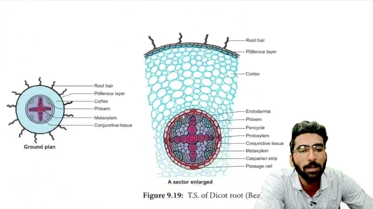 Mechanism of water absorption || 12th Biology