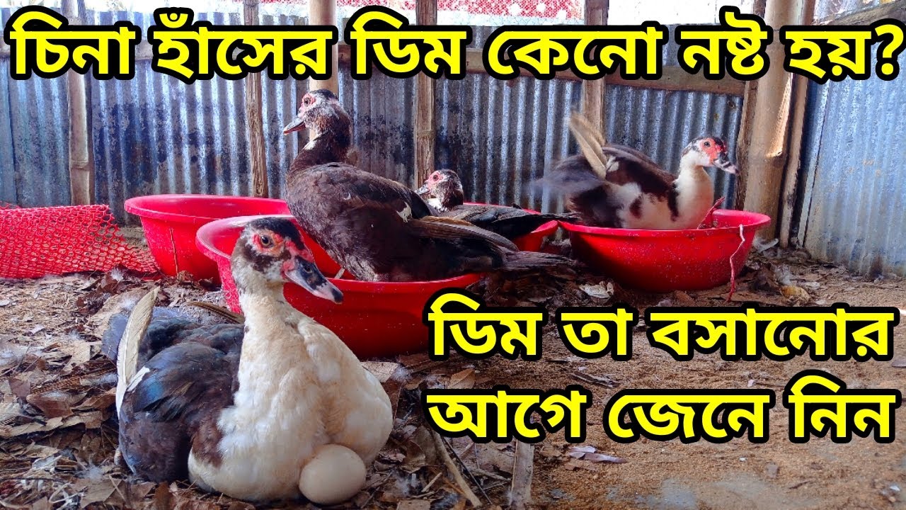 চিনা হাঁসের ডিম কেনো নষ্ট হয়ে যায়? জেনে নিন সঠিক তথ্য। @rezuwanpets 