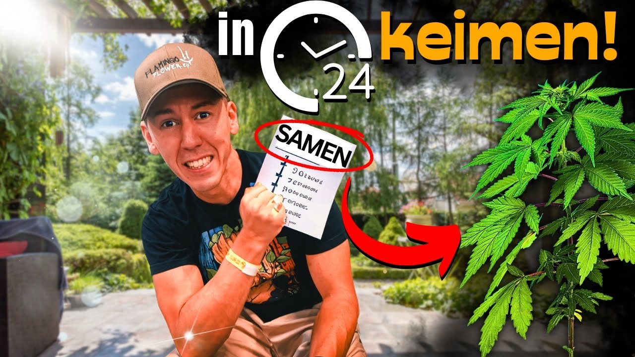 Cannabis Samen Keimen lassen 🤩 Die 3 besten Methoden GETESTET!
