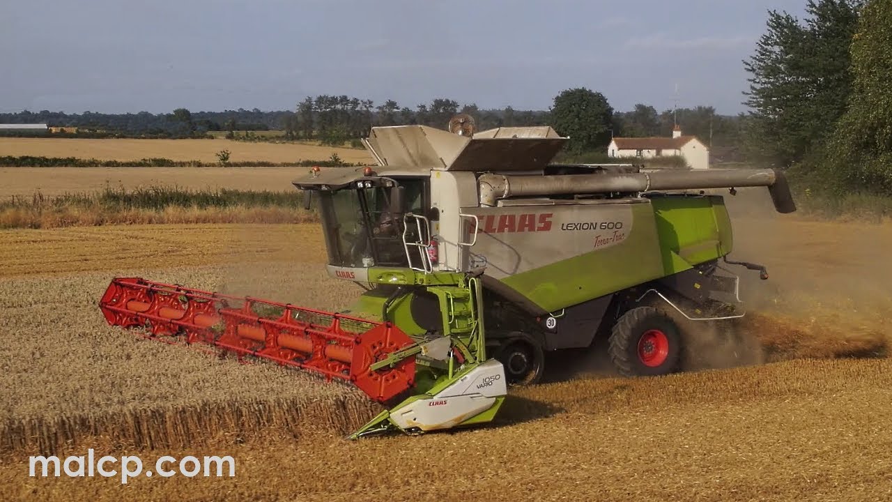 Harvest 2021 - PW & AP Alden's Claas Lexion 600TT cutting wheat in Norfolk, Part 1