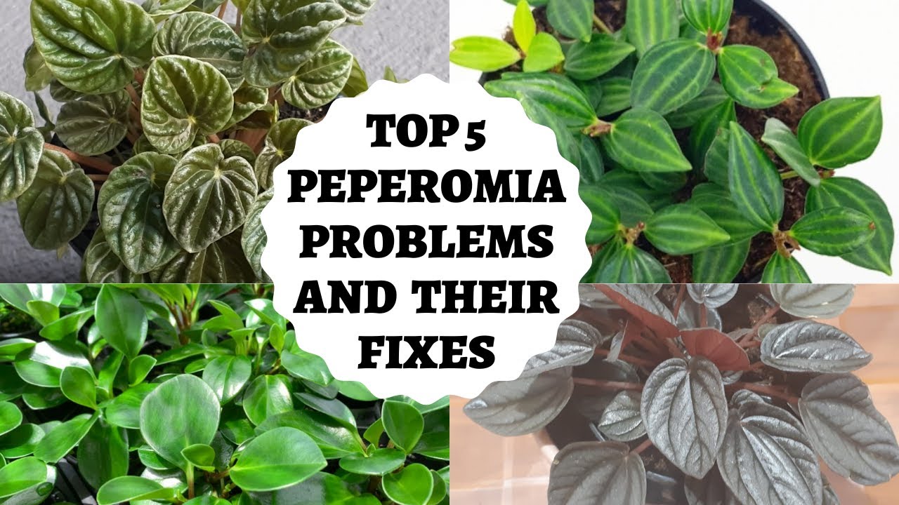 Peperomia Plant problems- Top 5