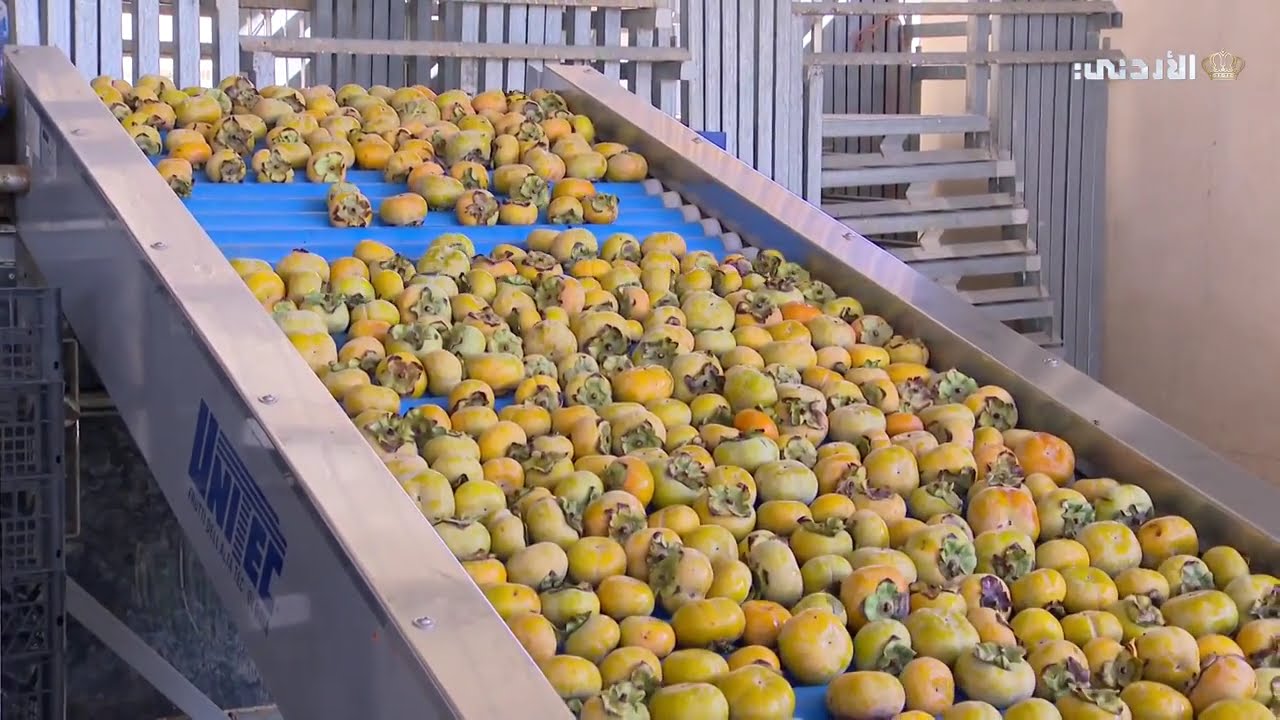 أرض الخير| موسم الكاكا