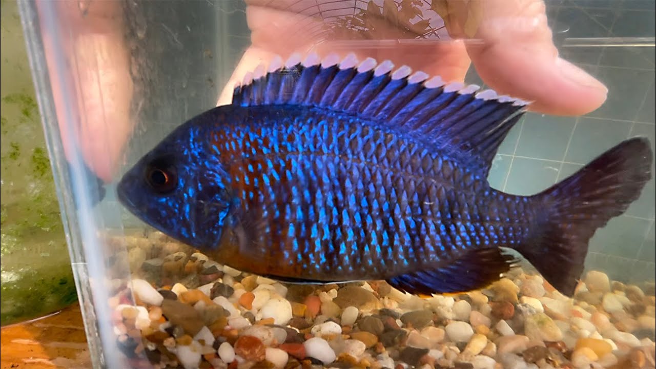 Breeder Selection • Aulonocara stuartgranti 'Chiloelo'