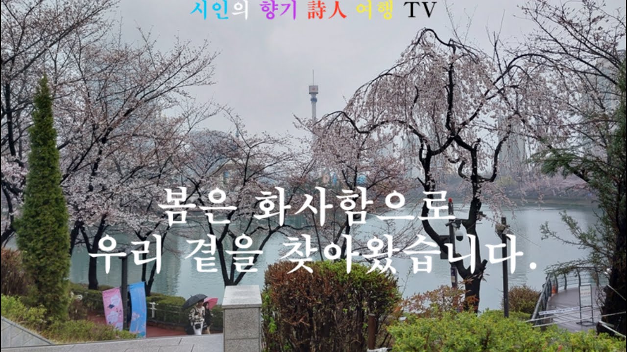 봄 꽃을 찾아서 낭만과 즐거움이 넘치는 시간 개나리 동산 석촌호수을 걷다