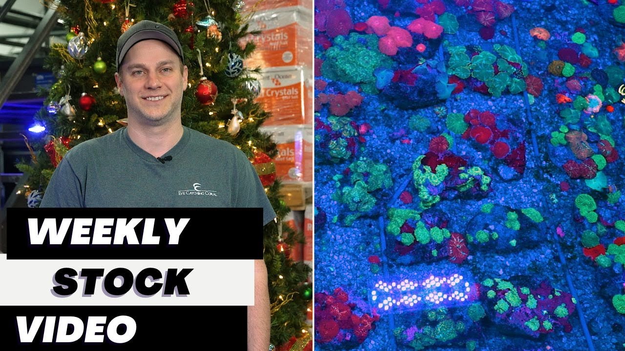 Ep. 112: Eye Catching Coral Weekly Stock Video 1.2.26